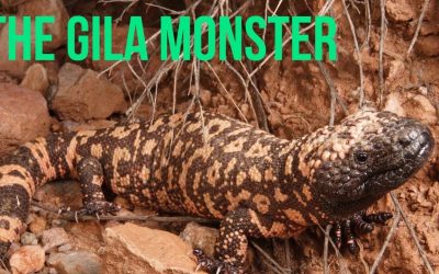 Learn About the Gila Monster and GLP-1